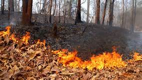INCENDI BOSCHIVI